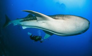 scuba-diving-panama-business-roots